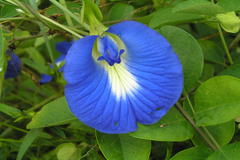 Clitoria ternatea